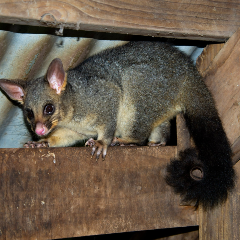 possum removal