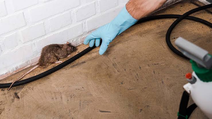 How Professional Rat Control Works?