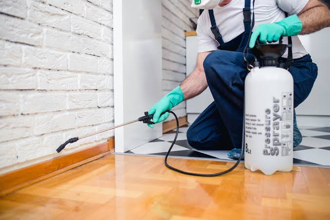 When Is the Best Time for Pest Control on the Gold Coast?