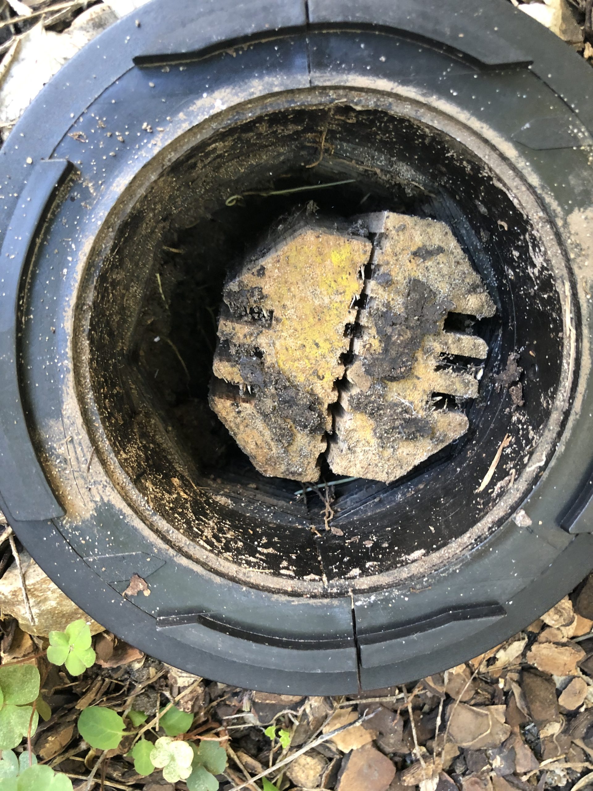 In-ground termite monitoring station with live termite activity