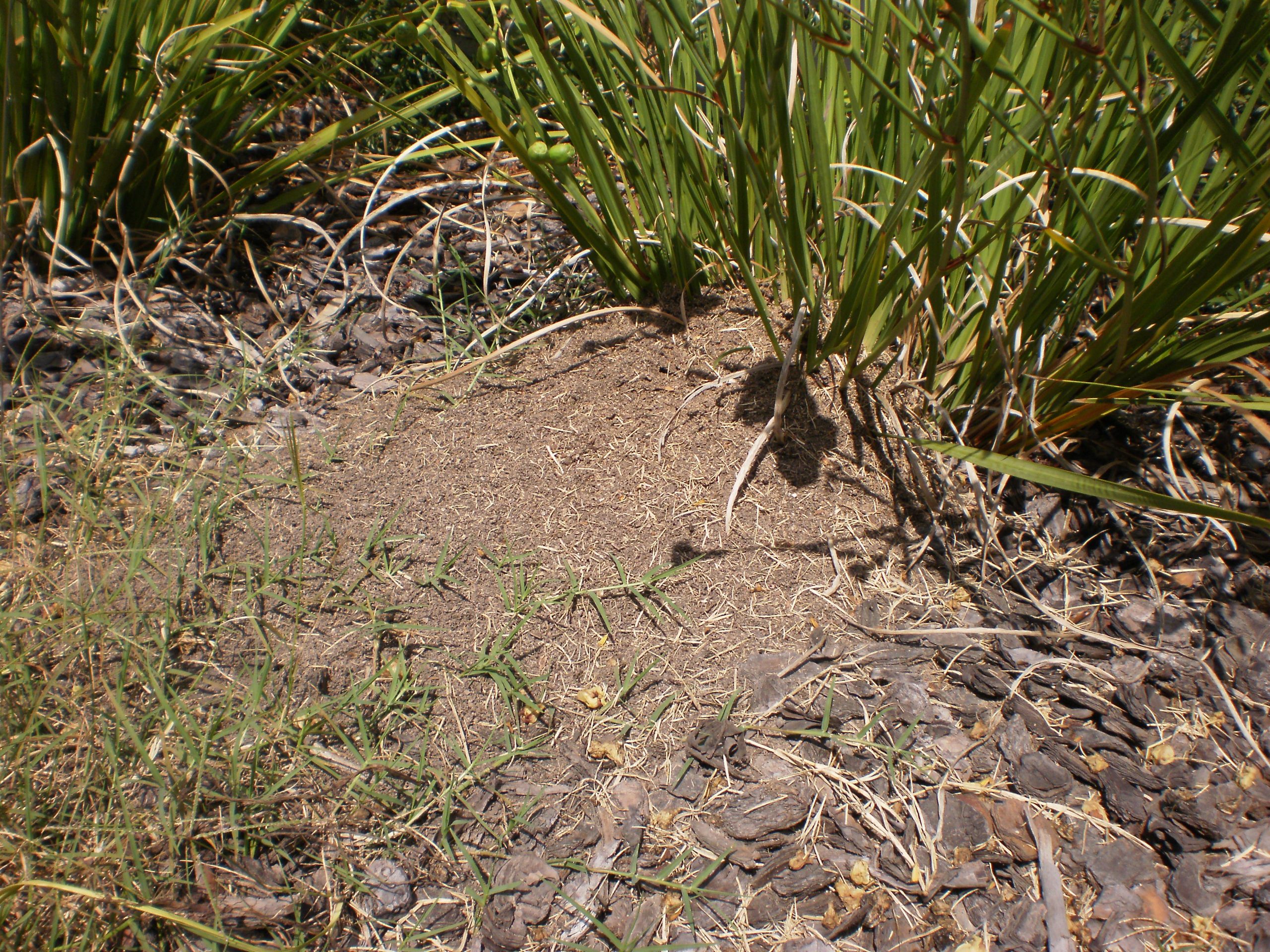 Large fire ant nest in a garden bed