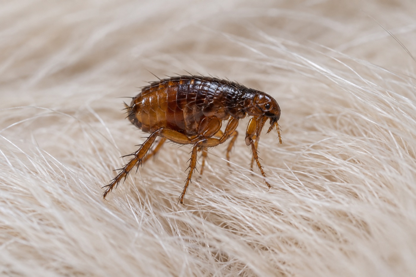 Adult flea on animal fur